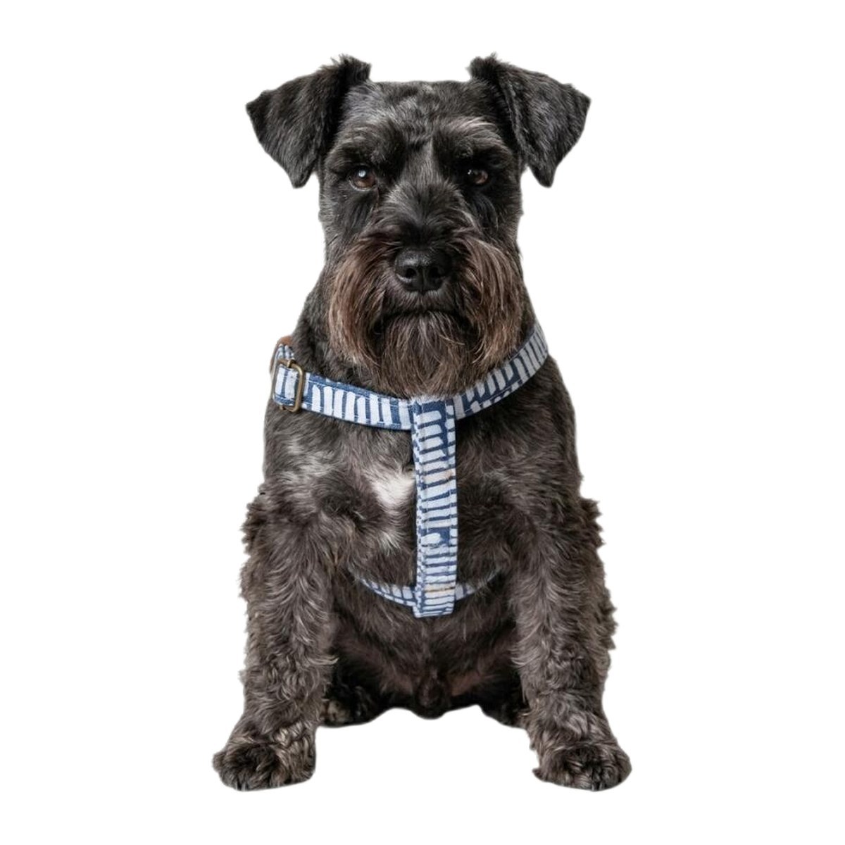 Okayama Denim Step-In Dog Harness, Size M / L (Made in Japan)